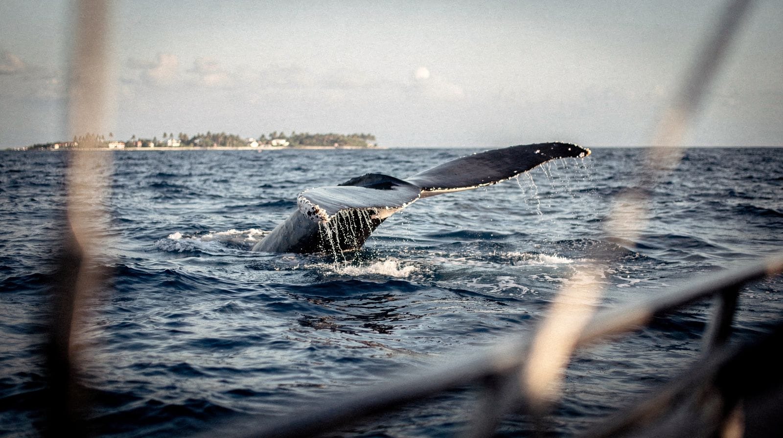 Ballenas en Samaná: cómo es realmente una mañana en el mar
