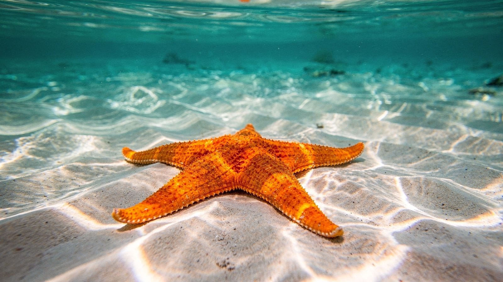 Por qué no deberías sacar a la estrella de mar del agua