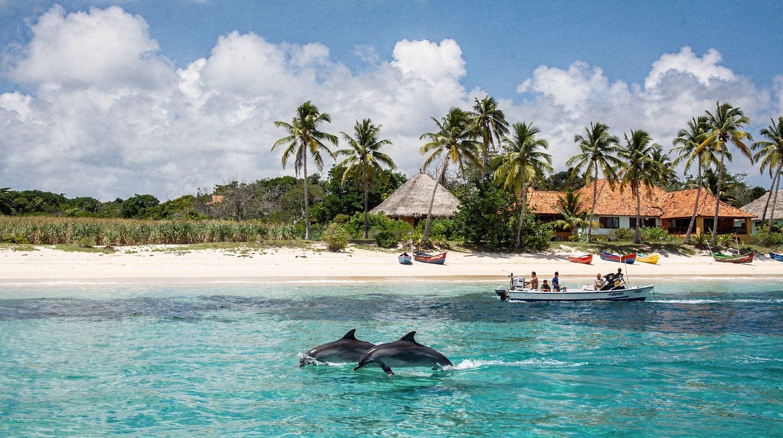 Delfines y vida silvestre