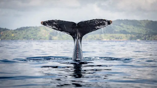 Whale watching