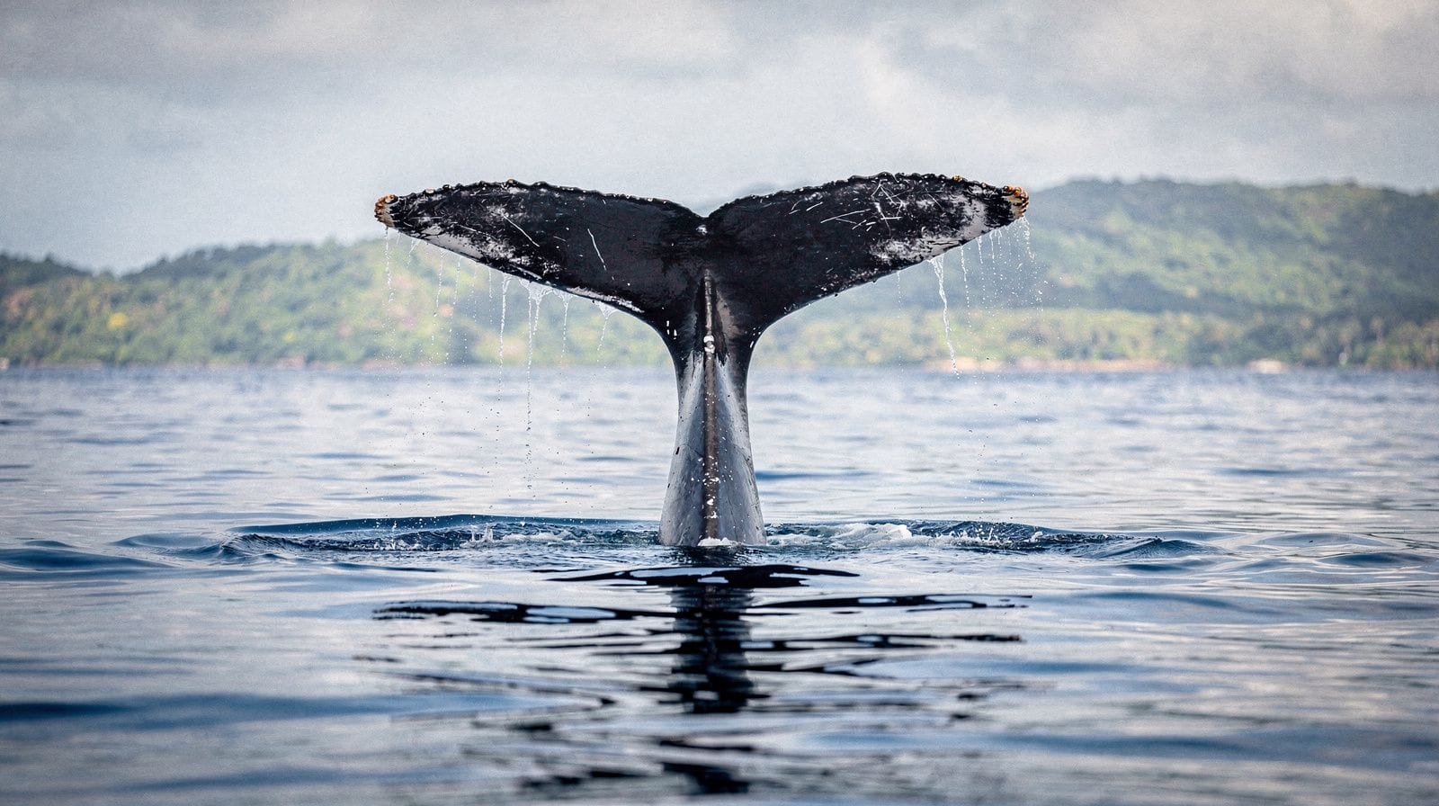 Avistamiento de ballenas en Samaná