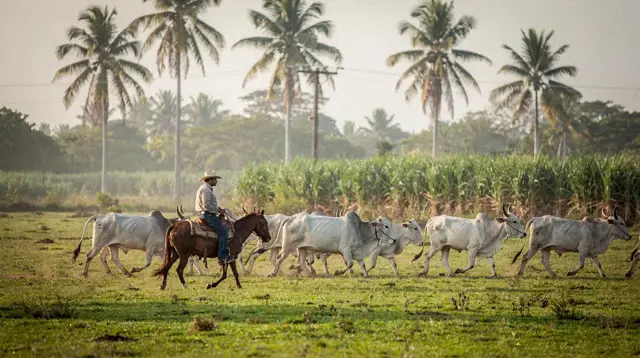Higuey