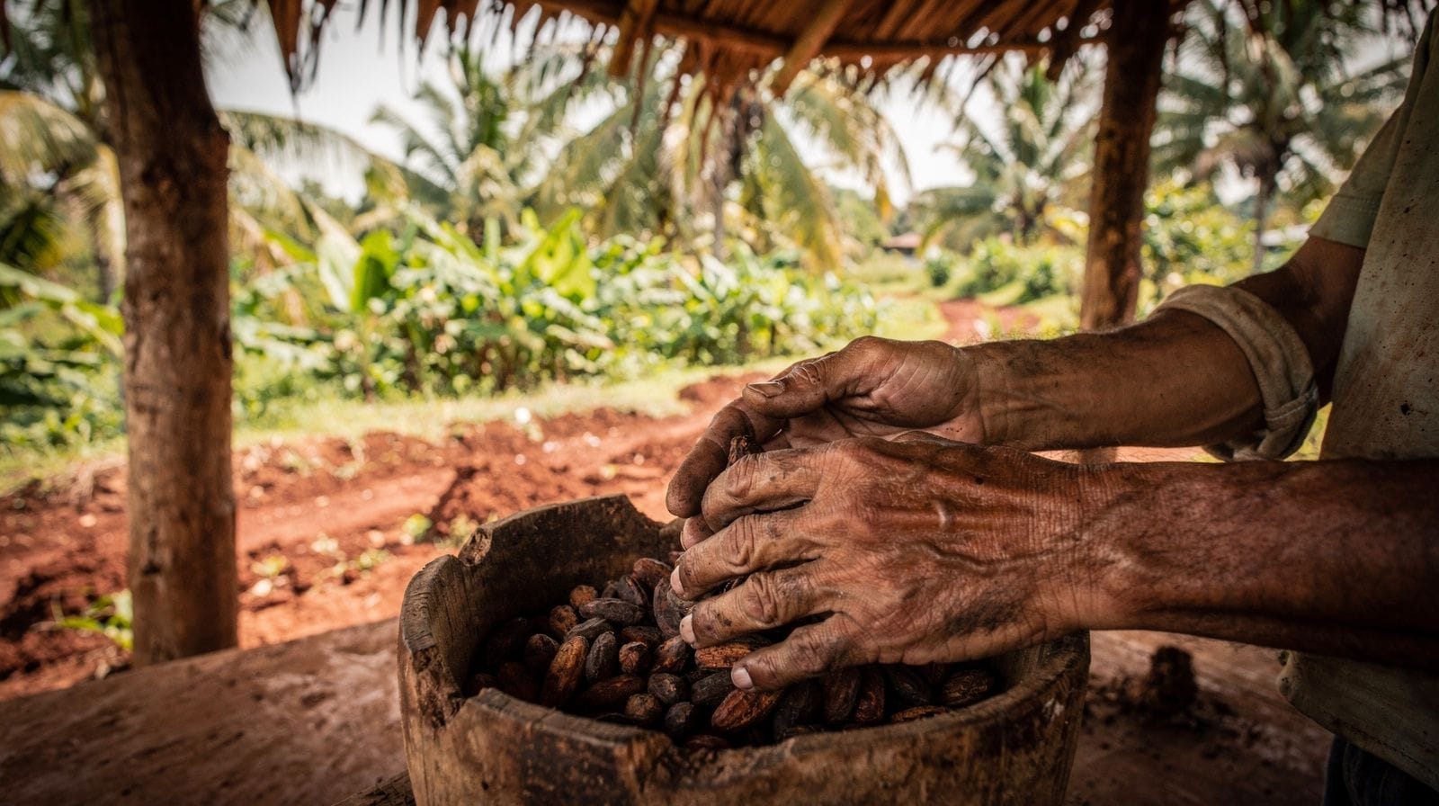 Tour di fattorie di cacao e caffè vicino a Punta Cana