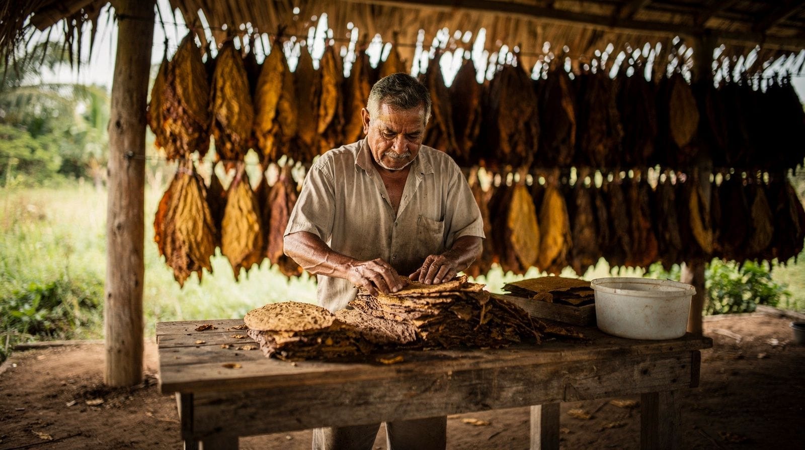 Higüey: degustazioni di cibo, rum e sigari: cosa includono davvero i tour
