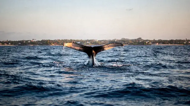 Samana whale watching tours