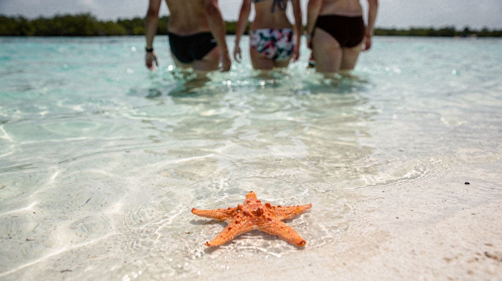 La piscina naturale e la sabbia delle stelle marine di Isla Saona, spiegate onestamente