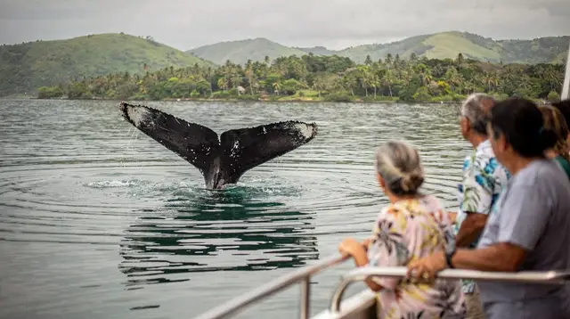 Whale watching from Punta Cana: day trip or overnight in Samana